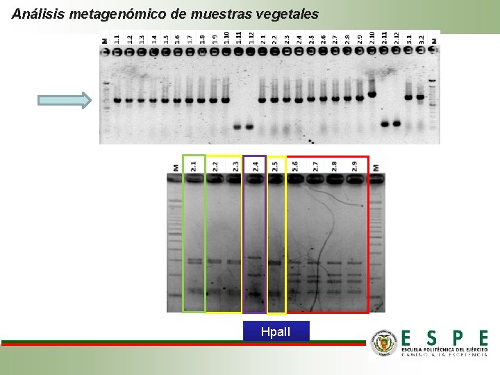 Análisis metagenómico de muestras vegetales Hpa. II 