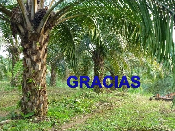 GRACIAS 