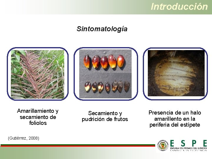 Introducción Sintomatología Amarillamiento y secamiento de foliolos (Gutiérrez, 2008) Secamiento y pudrición de frutos
