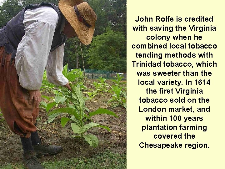 John Rolfe is credited with saving the Virginia colony when he combined local tobacco