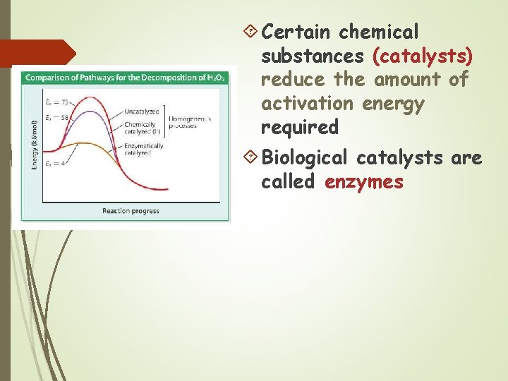  Certain chemical substances (catalysts) reduce the amount of activation energy required Biological catalysts