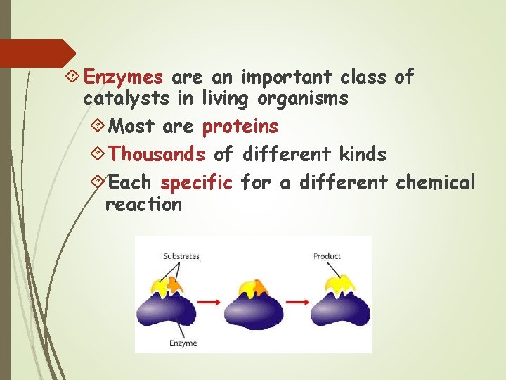  Enzymes are an important class of catalysts in living organisms Most are proteins