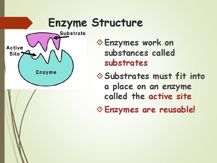 Enzyme Structure Enzymes work on substances called substrates Substrates must fit into a place