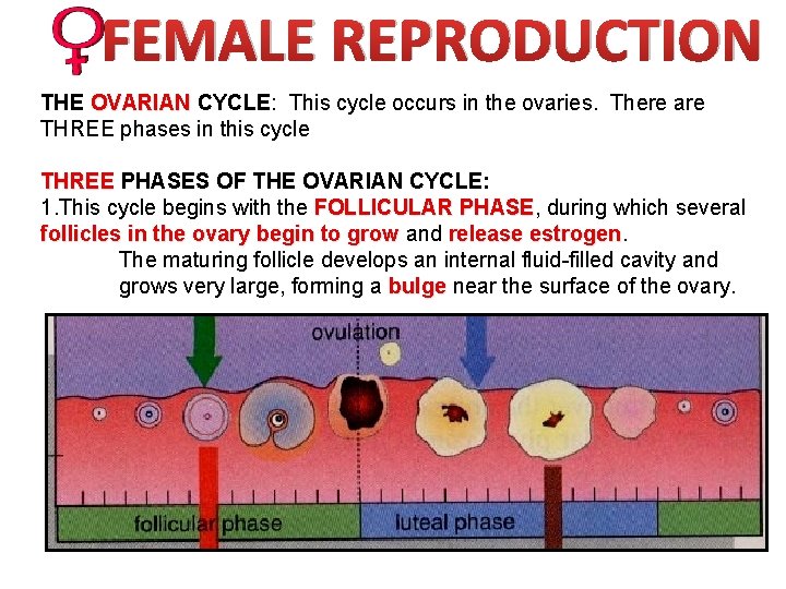 FEMALE REPRODUCTION THE OVARIAN CYCLE: This cycle occurs in the ovaries. There are THREE