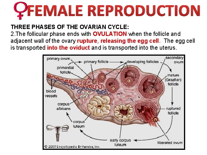 FEMALE REPRODUCTION THREE PHASES OF THE OVARIAN CYCLE: 2. The follicular phase ends with