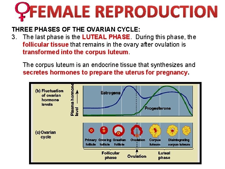 FEMALE REPRODUCTION THREE PHASES OF THE OVARIAN CYCLE: 3. The last phase is the