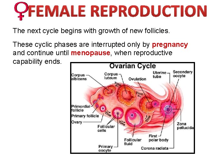 FEMALE REPRODUCTION The next cycle begins with growth of new follicles. These cyclic phases