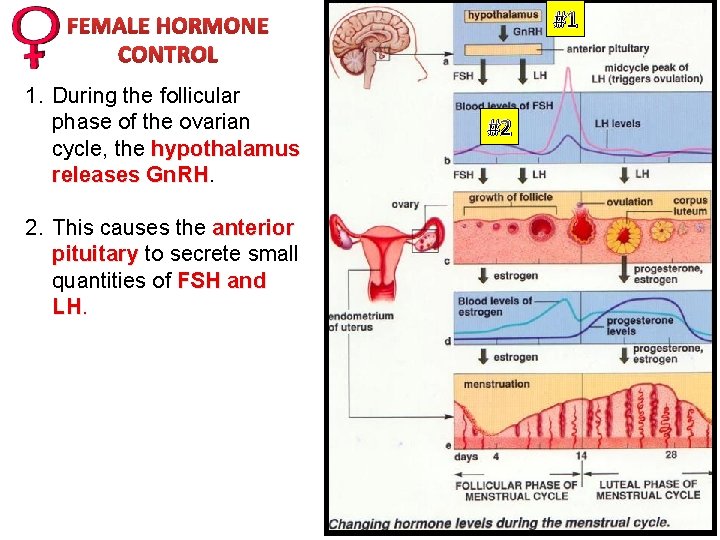 #1 FEMALE HORMONE CONTROL 1. During the follicular phase of the ovarian cycle, the