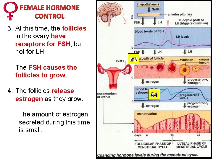 FEMALE HORMONE CONTROL 3. At this time, the follicles in the ovary have receptors