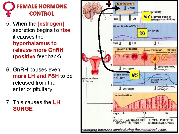 #1 FEMALE HORMONE CONTROL #7 5. When the [estrogen] secretion begins to rise, rise