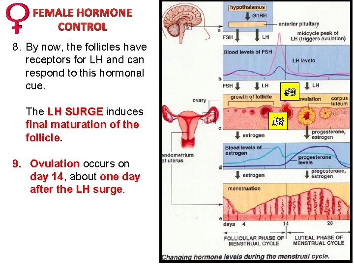 FEMALE HORMONE CONTROL 8. By now, the follicles have receptors for LH and can