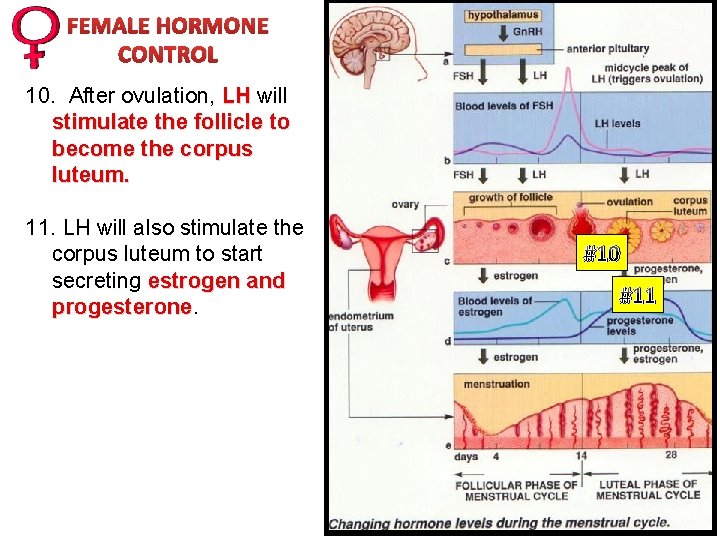 FEMALE HORMONE CONTROL 10. After ovulation, LH will stimulate the follicle to become the