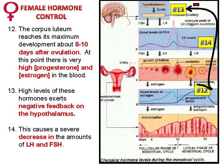 FEMALE HORMONE CONTROL 12. The corpus luteum reaches its maximum development about 8 -10