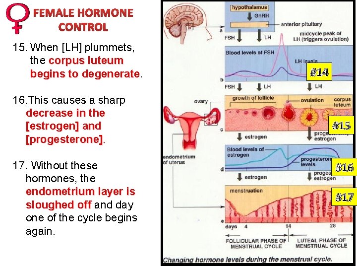 FEMALE HORMONE CONTROL 15. When [LH] plummets, the corpus luteum begins to degenerate 16.