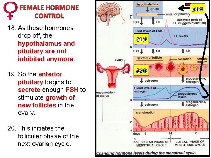 FEMALE HORMONE CONTROL 18. As these hormones drop off, the hypothalamus and pituitary are