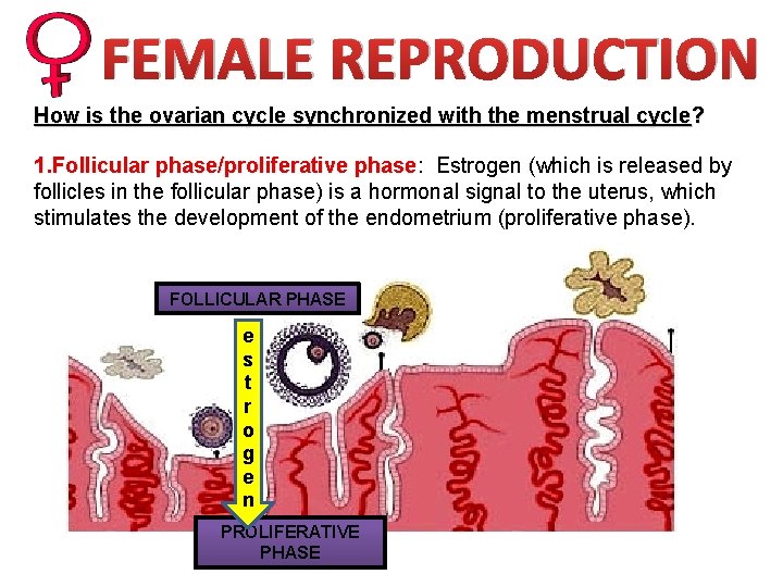 FEMALE REPRODUCTION How is the ovarian cycle synchronized with the menstrual cycle? 1. Follicular