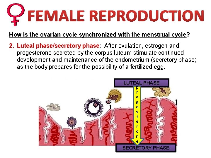 FEMALE REPRODUCTION How is the ovarian cycle synchronized with the menstrual cycle? 2. Luteal