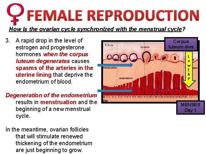 FEMALE REPRODUCTION How is the ovarian cycle synchronized with the menstrual cycle? 3. A