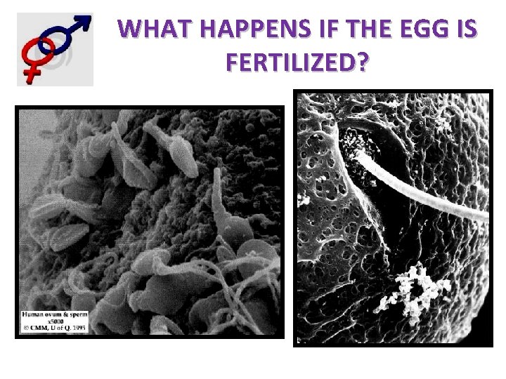 WHAT HAPPENS IF THE EGG IS FERTILIZED? 