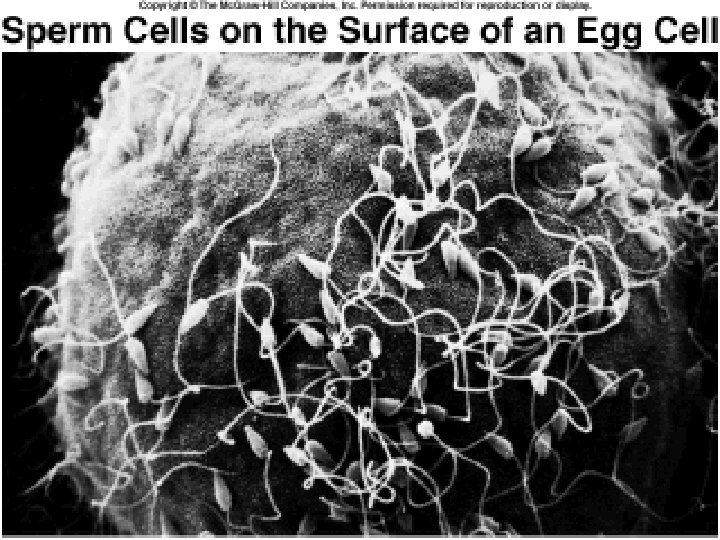 WHAT HAPPENS IF THE EGG IS FERTILIZED? 