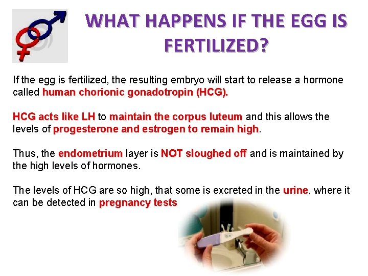 WHAT HAPPENS IF THE EGG IS FERTILIZED? If the egg is fertilized, the resulting