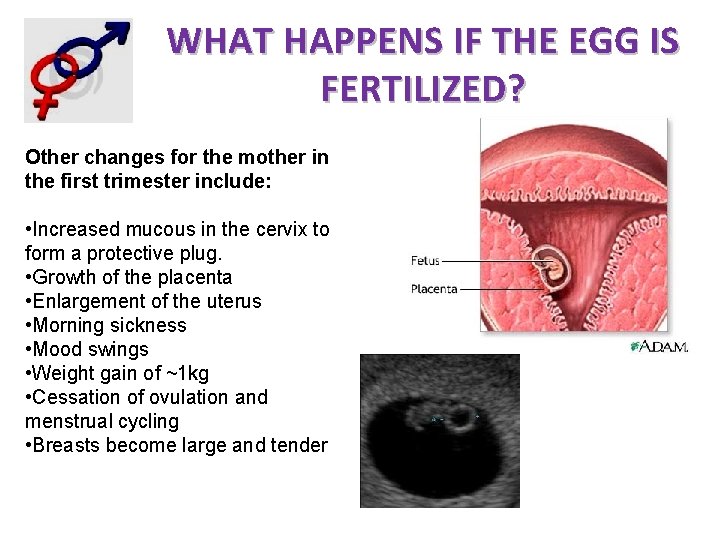WHAT HAPPENS IF THE EGG IS FERTILIZED? Other changes for the mother in the