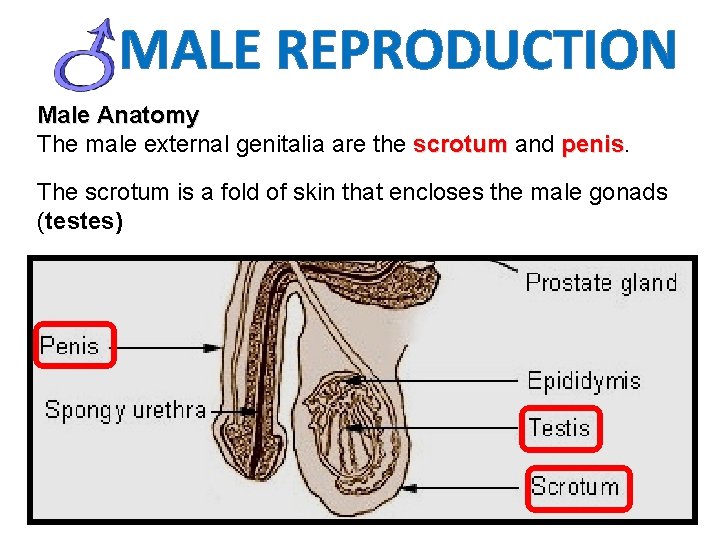 MALE REPRODUCTION Male Anatomy The male external genitalia are the scrotum and penis The