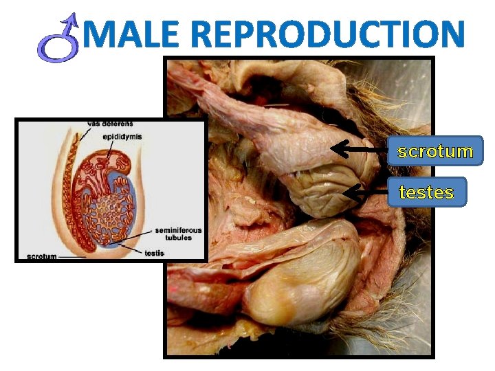 MALE REPRODUCTION scrotum testes 