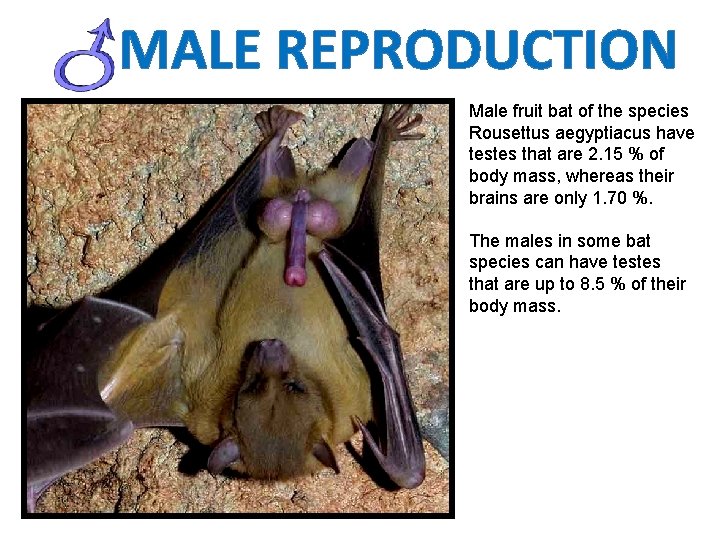 MALE REPRODUCTION Male fruit bat of the species Rousettus aegyptiacus have testes that are