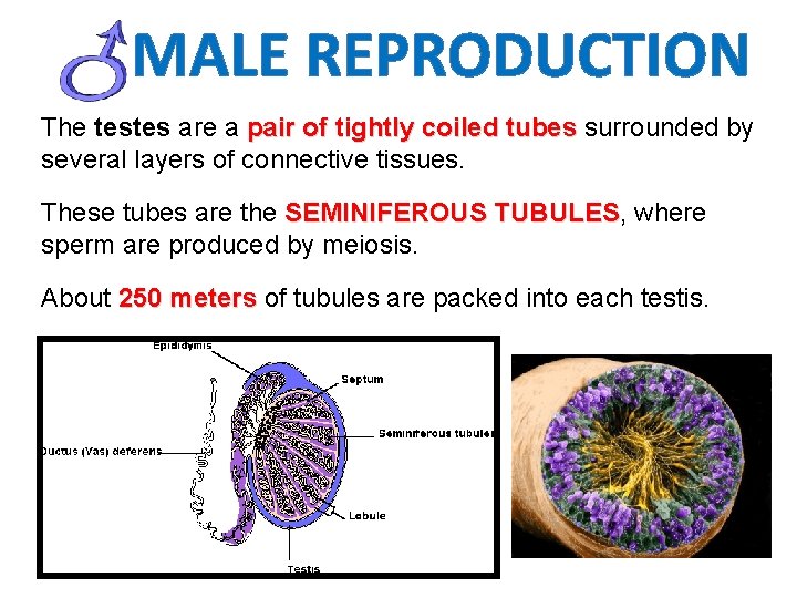 MALE REPRODUCTION The testes are a pair of tightly coiled tubes surrounded by several