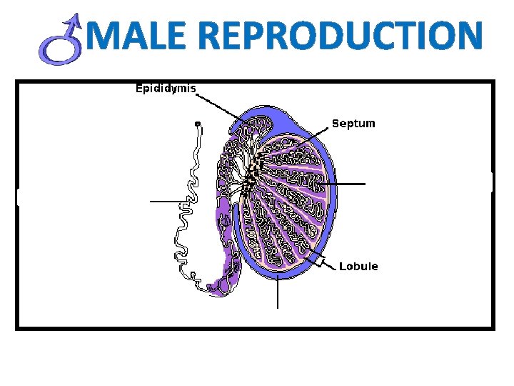 MALE REPRODUCTION 