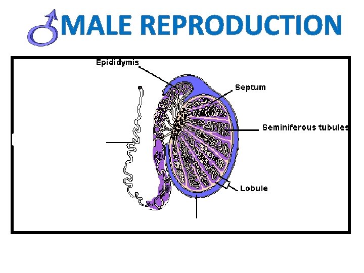 MALE REPRODUCTION 