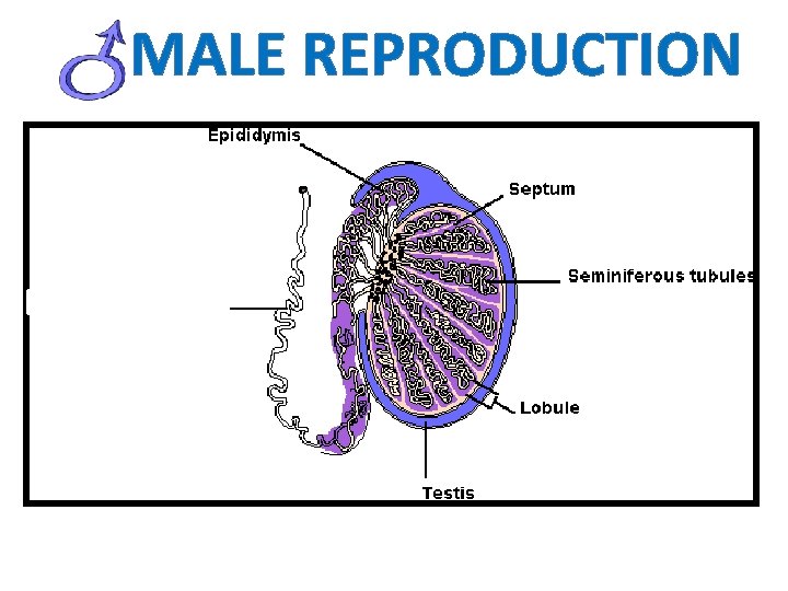 MALE REPRODUCTION 