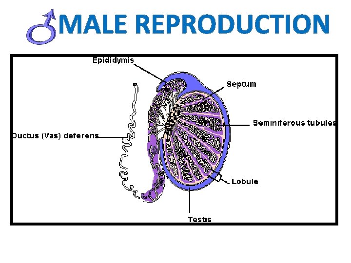 MALE REPRODUCTION 