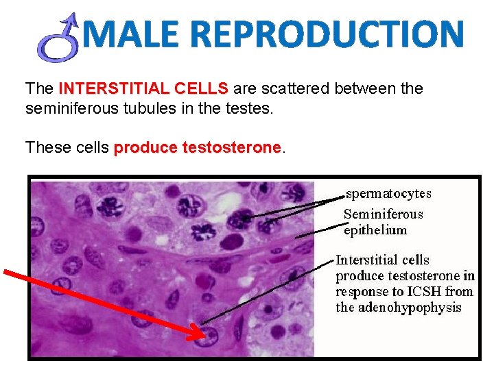 MALE REPRODUCTION The INTERSTITIAL CELLS are scattered between the seminiferous tubules in the testes.