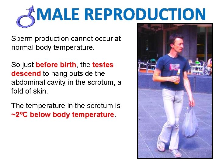 MALE REPRODUCTION Sperm production cannot occur at normal body temperature. So just before birth,