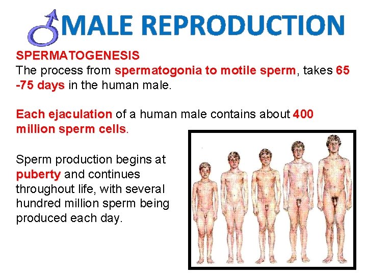 MALE REPRODUCTION SPERMATOGENESIS The process from spermatogonia to motile sperm, sperm takes 65 -75