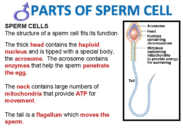 PARTS OF SPERM CELLS The structure of a sperm cell fits function. The thick