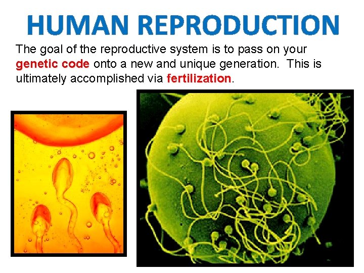 HUMAN REPRODUCTION The goal of the reproductive system is to pass on your genetic