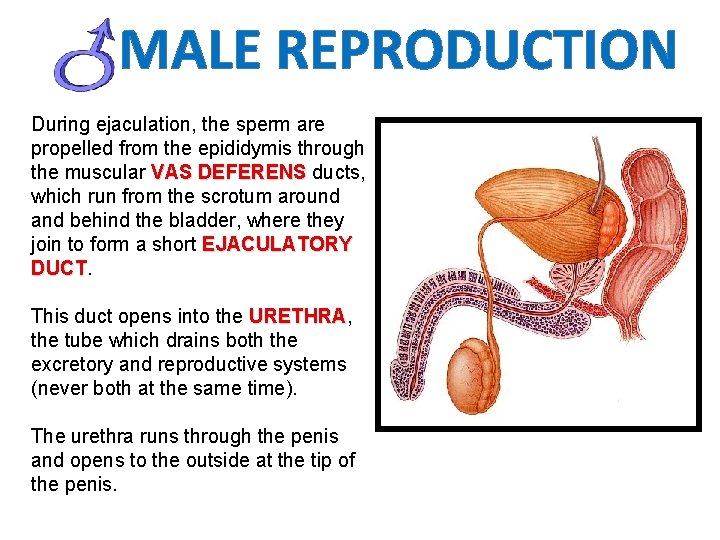MALE REPRODUCTION During ejaculation, the sperm are propelled from the epididymis through the muscular