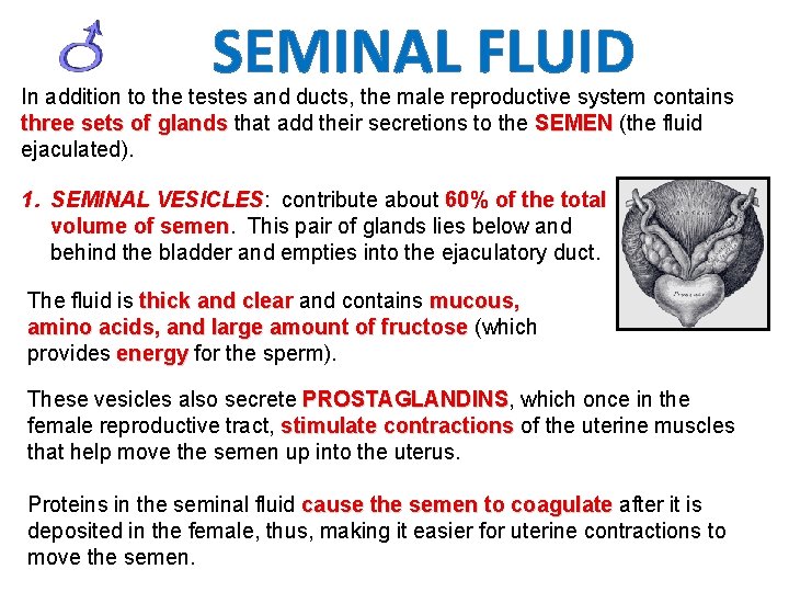 SEMINAL FLUID In addition to the testes and ducts, the male reproductive system contains