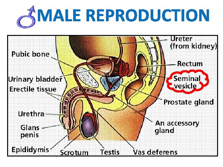 MALE REPRODUCTION 