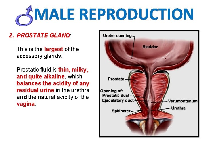 MALE REPRODUCTION 2. PROSTATE GLAND: GLAND This is the largest of the accessory glands.