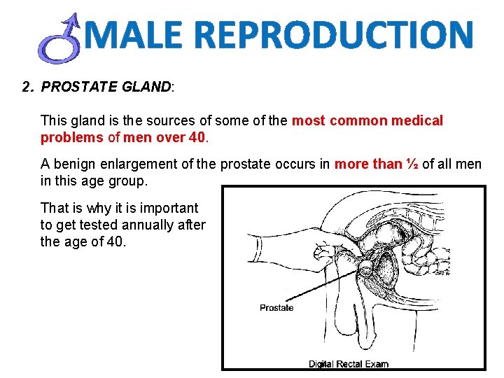 MALE REPRODUCTION 2. PROSTATE GLAND: This gland is the sources of some of the