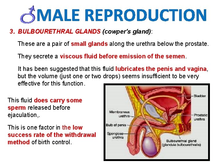 MALE REPRODUCTION 3. BULBOURETHRAL GLANDS (cowper’s gland): These are a pair of small glands
