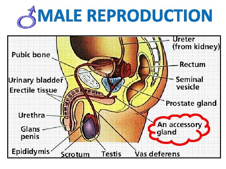 MALE REPRODUCTION 