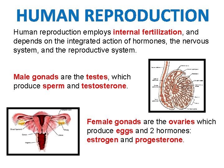 HUMAN REPRODUCTION Human reproduction employs internal fertilization, fertilization and depends on the integrated action