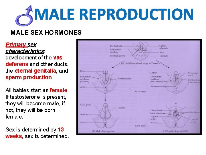 MALE REPRODUCTION MALE SEX HORMONES Primary sex characteristics: development of the vas deferens and
