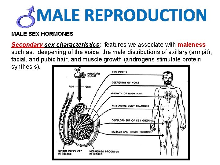 MALE REPRODUCTION MALE SEX HORMONES Secondary sex characteristics: features we associate with maleness such