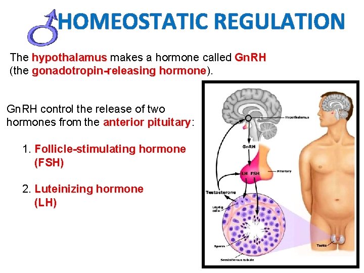 HOMEOSTATIC REGULATION The hypothalamus makes a hormone called Gn. RH (the gonadotropin-releasing hormone). hormone